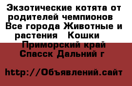  Экзотические котята от родителей чемпионов - Все города Животные и растения » Кошки   . Приморский край,Спасск-Дальний г.